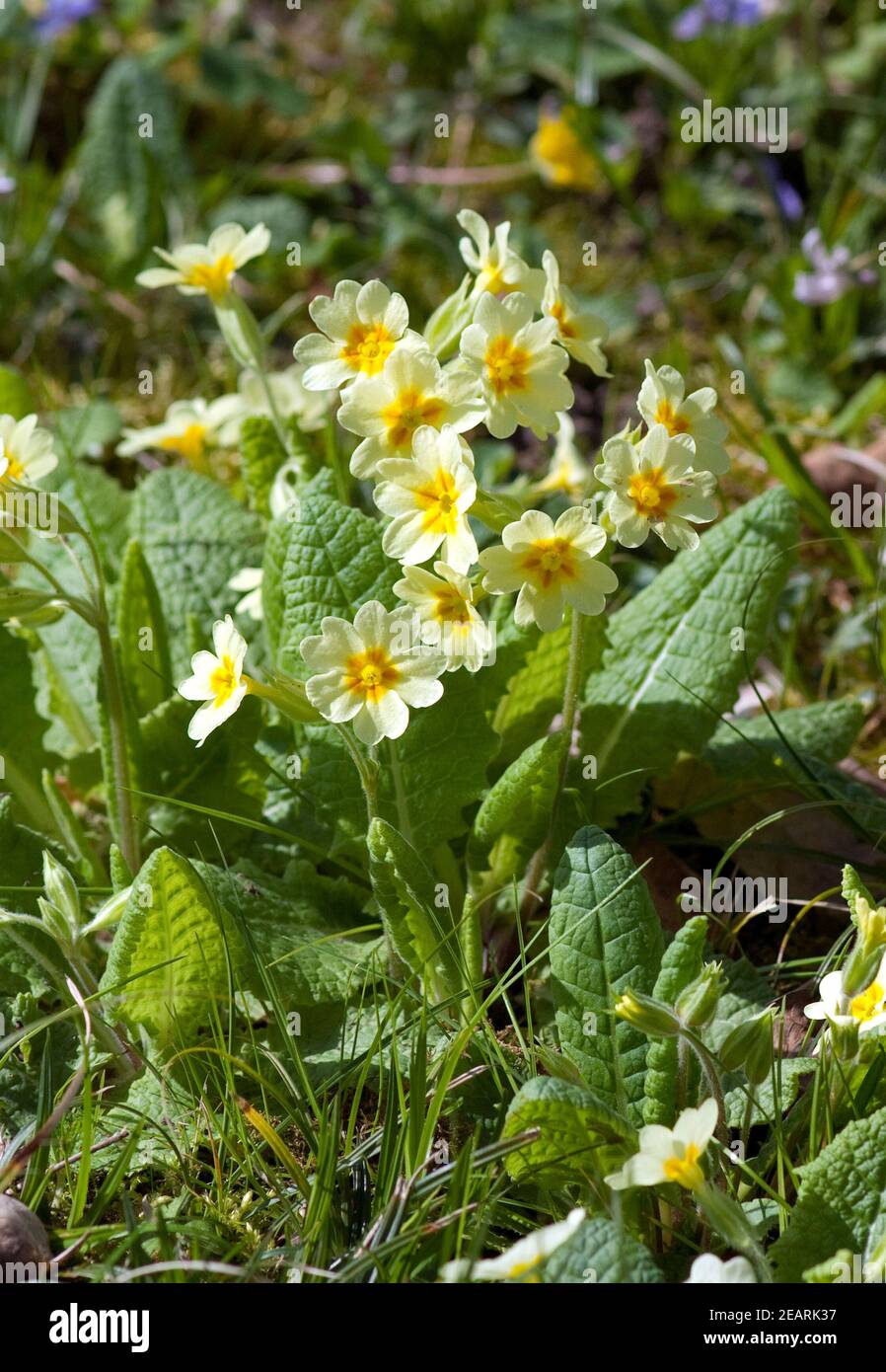 Schluesselblume  Primula, elatior Stock Photo