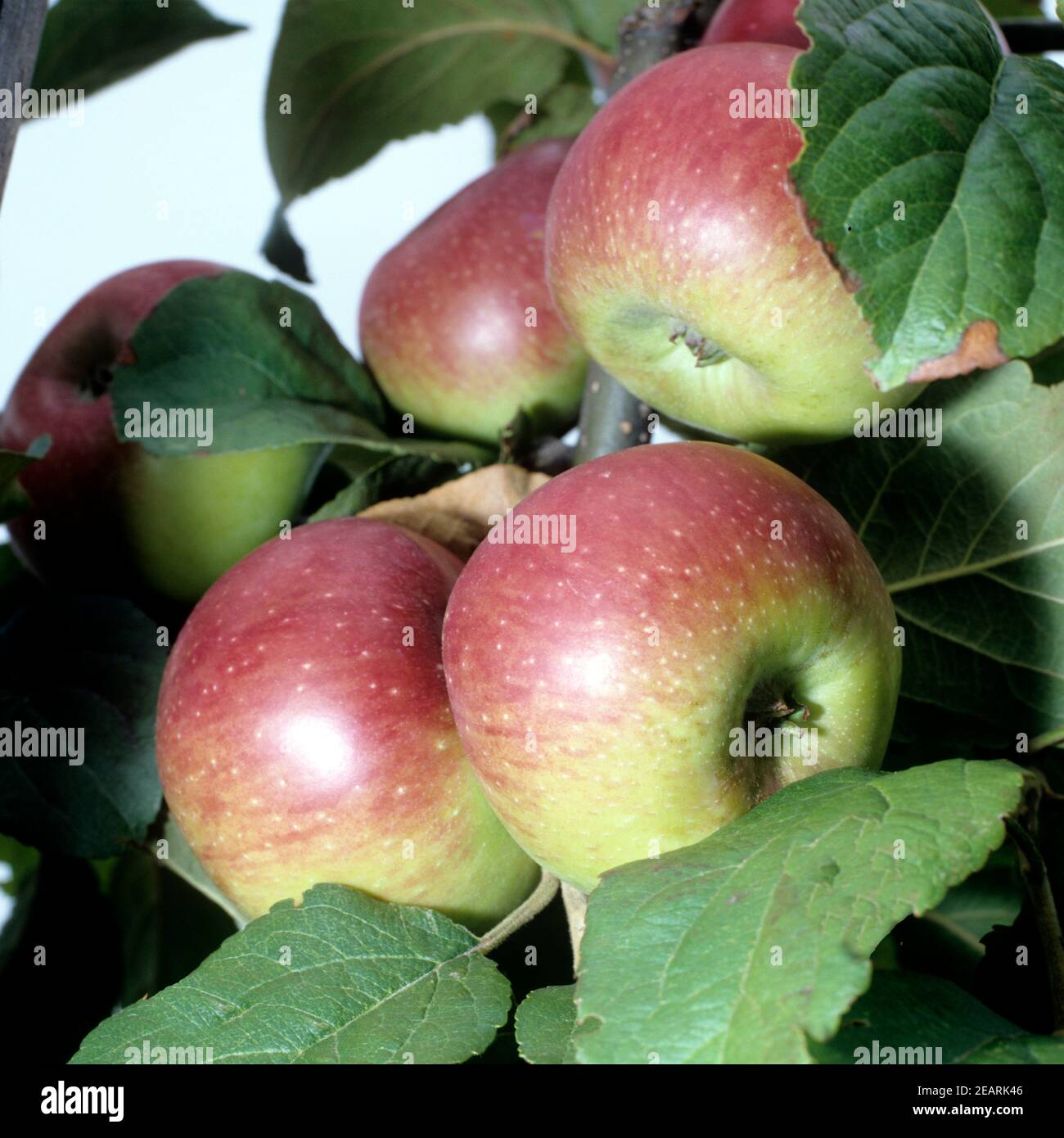 Prinz Albrecht von Preussen, Apfel Stock Photo