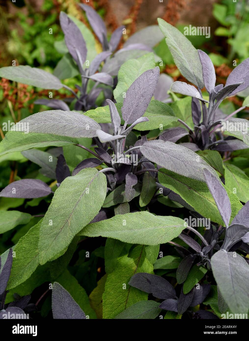 Purpursalbei, Salbei, Purpurascens, Salvia, officinalis Stock Photo