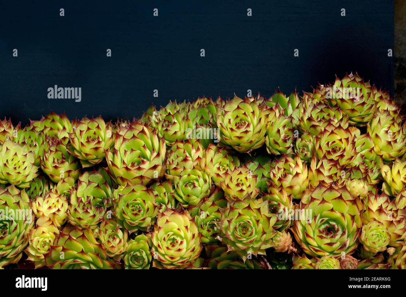 Hauswurz; Dachwurz; Sempervivum, tectorum Stock Photo Alamy Hauswurz; Dachwurz; Sempervivum, tectorum Stock Photo Alamy