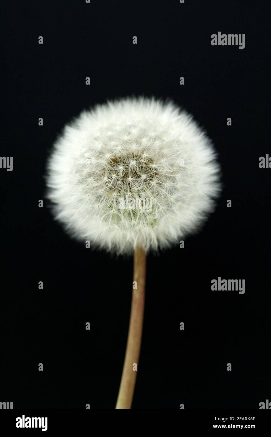 Pusteblume, Loewenzahn Stock Photo