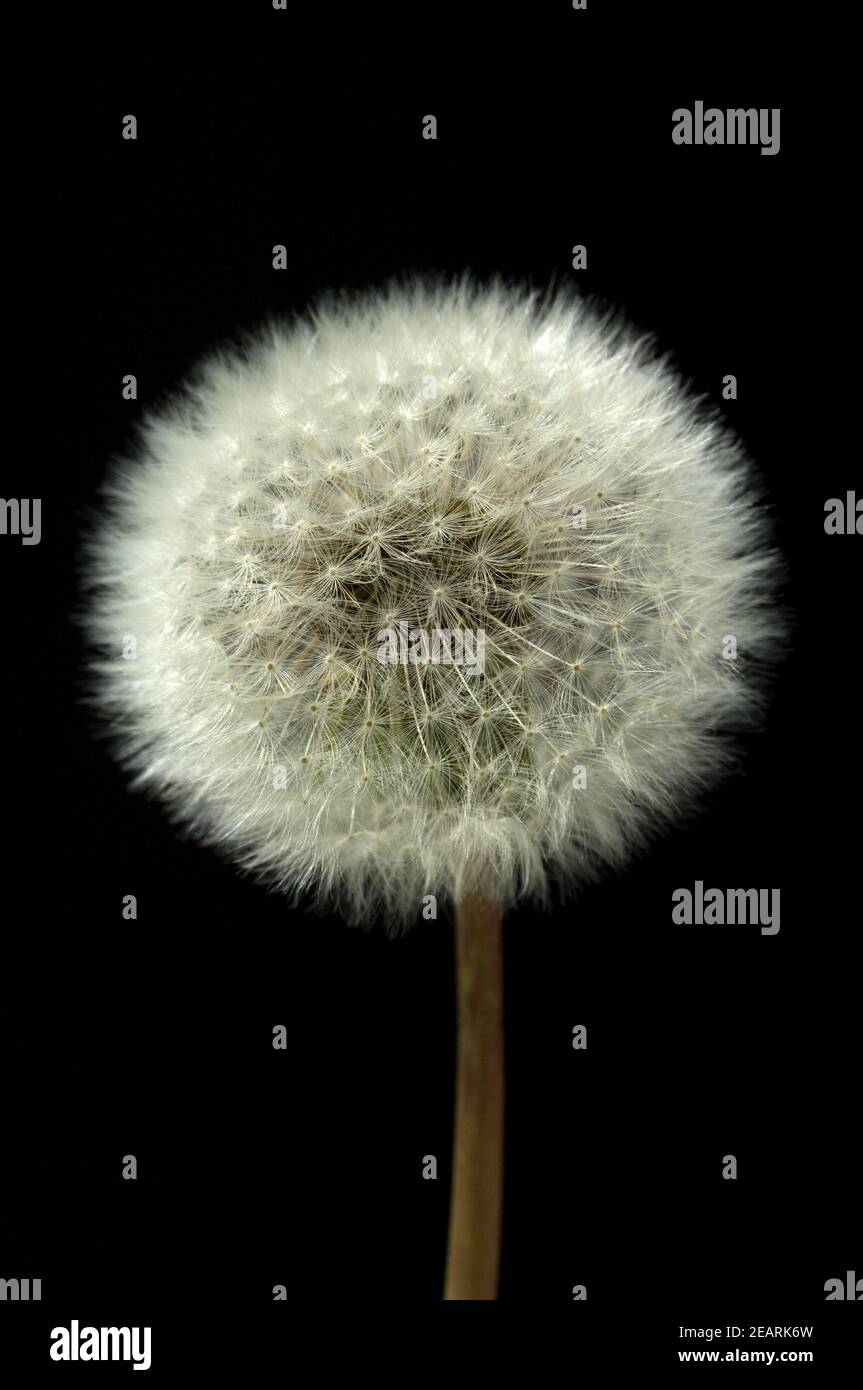 Pusteblume, Loewenzahn Stock Photo