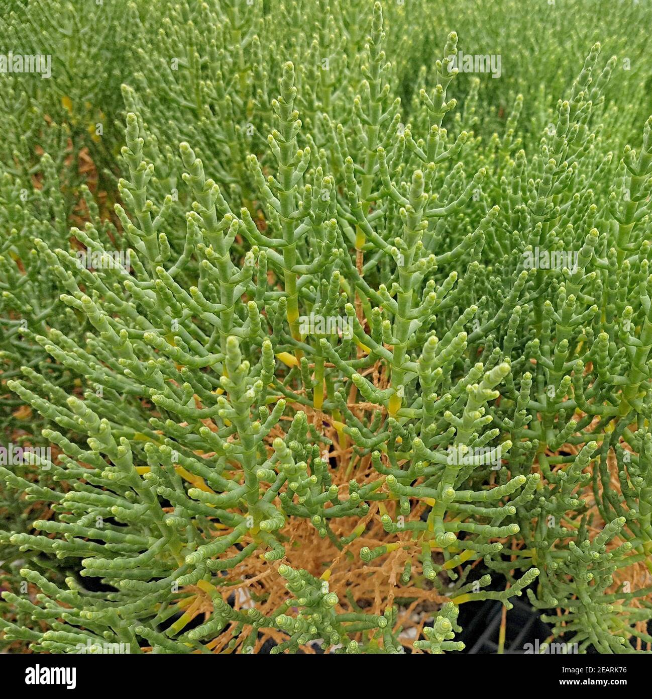 Queller  Europaeischer  Salicornia  europaea Stock Photo