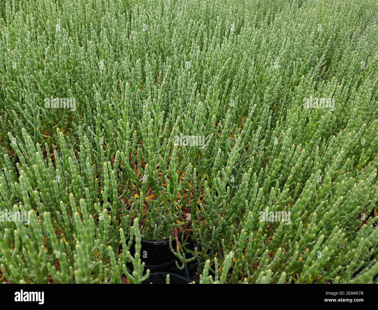 Queller  Europaeischer  Salicornia  europaea Stock Photo