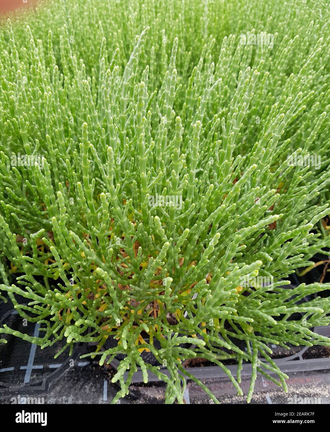 Queller  Europaeischer  Salicornia  europaea Stock Photo