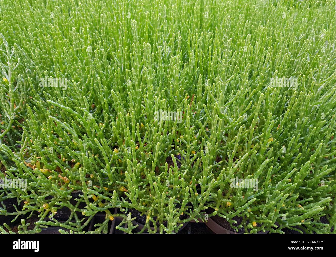 Queller  Europaeischer  Salicornia  europaea Stock Photo