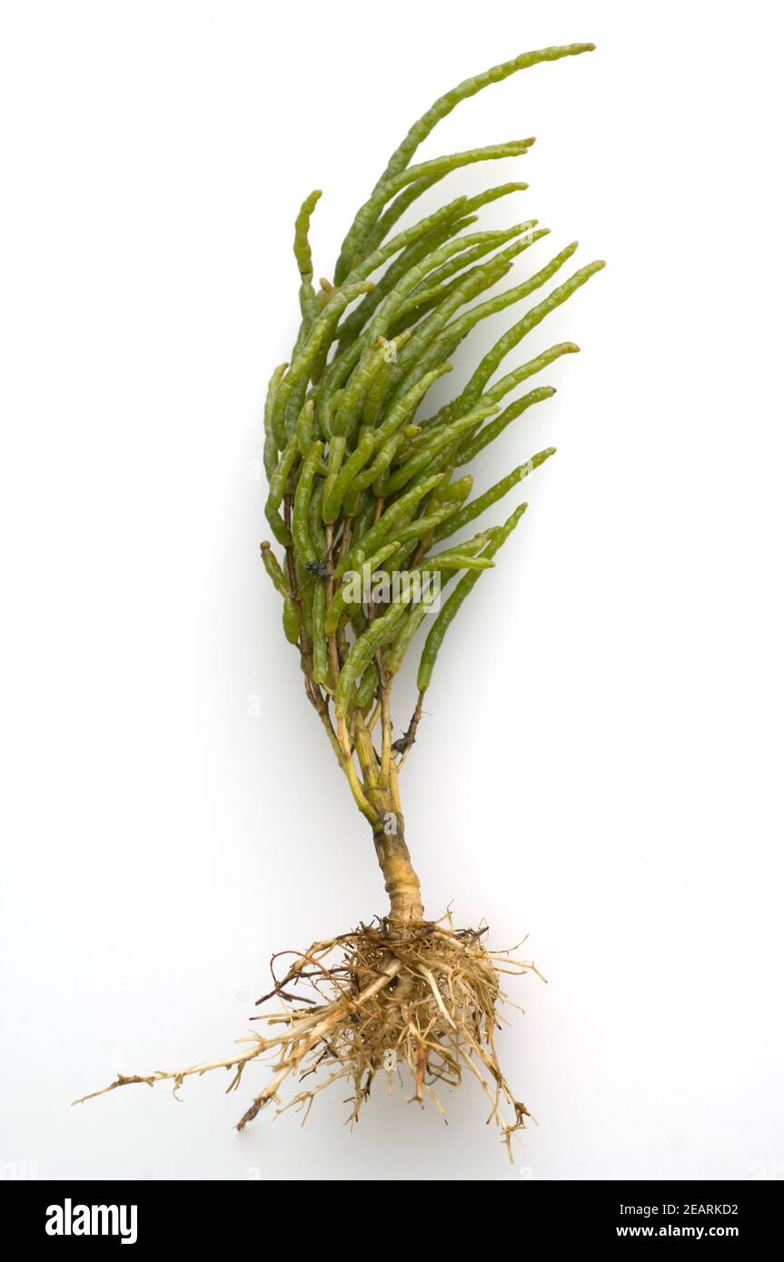 Queller  Europaeischer  Salicornia, europaea Stock Photo