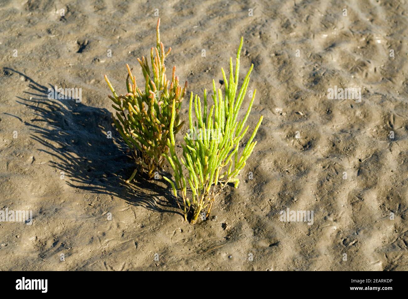 Queller  Europaeischer  Salicornia, europaea Stock Photo