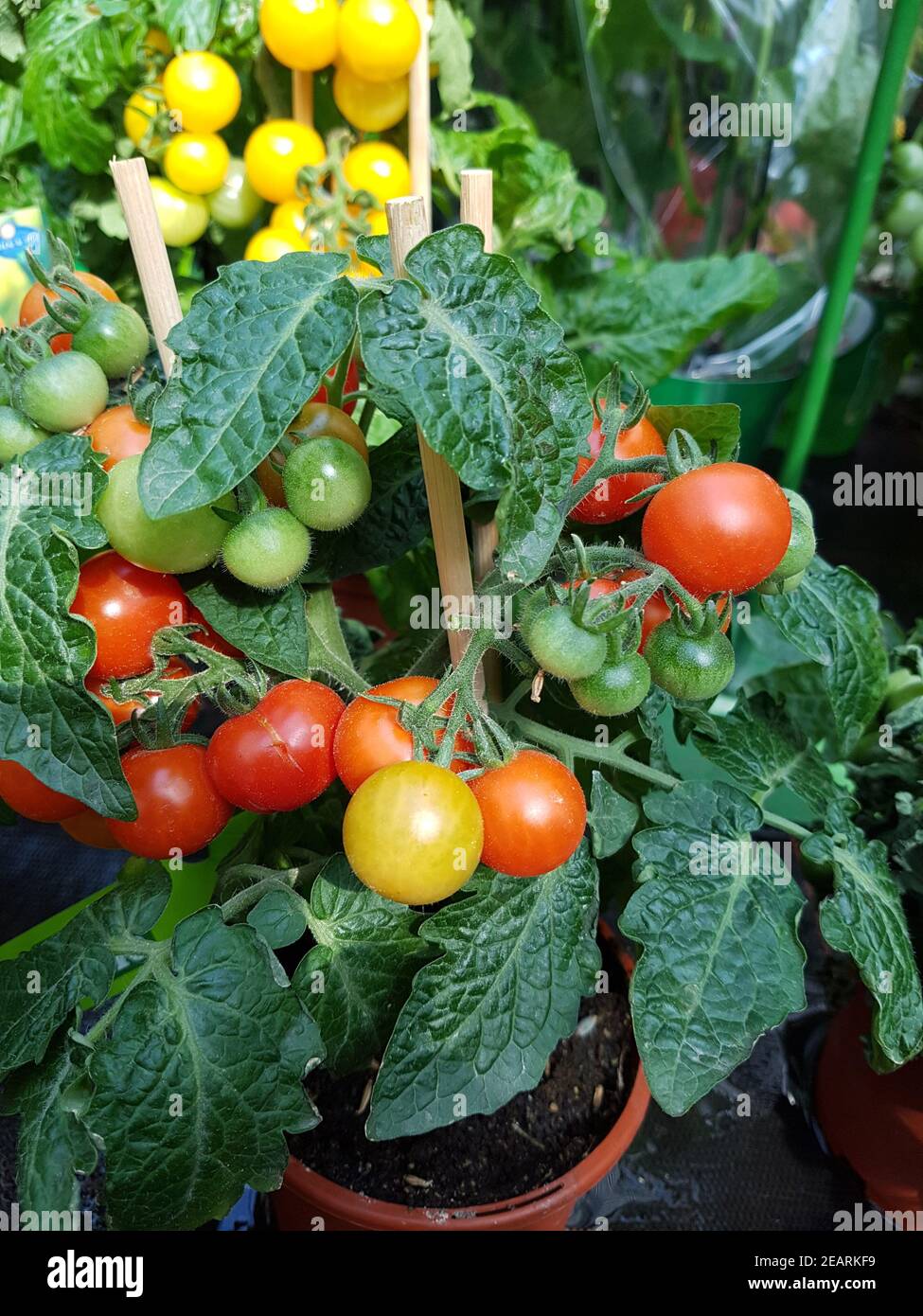 Lycopersicon hi-res stock photography and images - Alamy