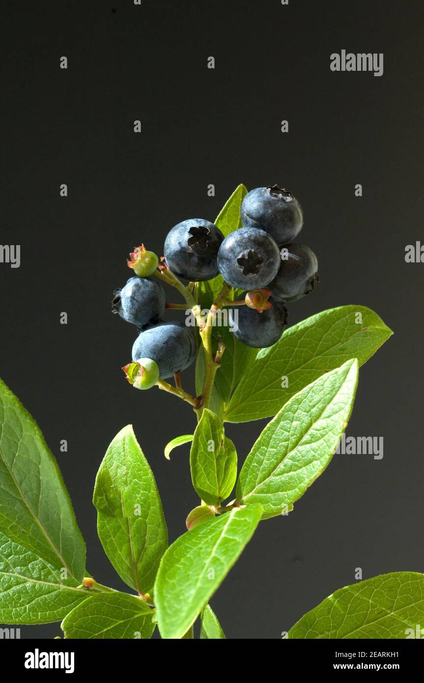 Heidelbeeren Stock Photo