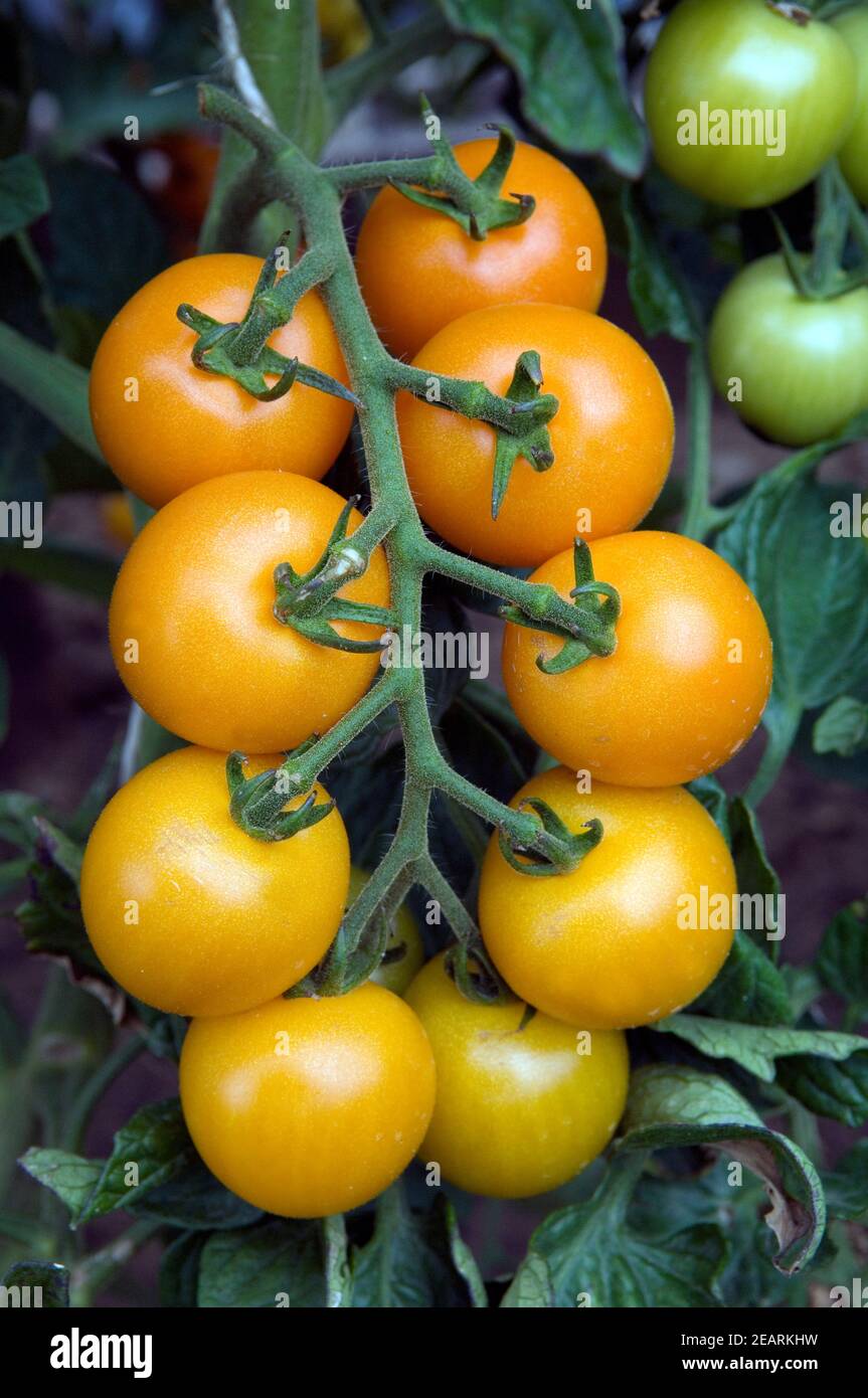 Tomaten  Orangino Stock Photo