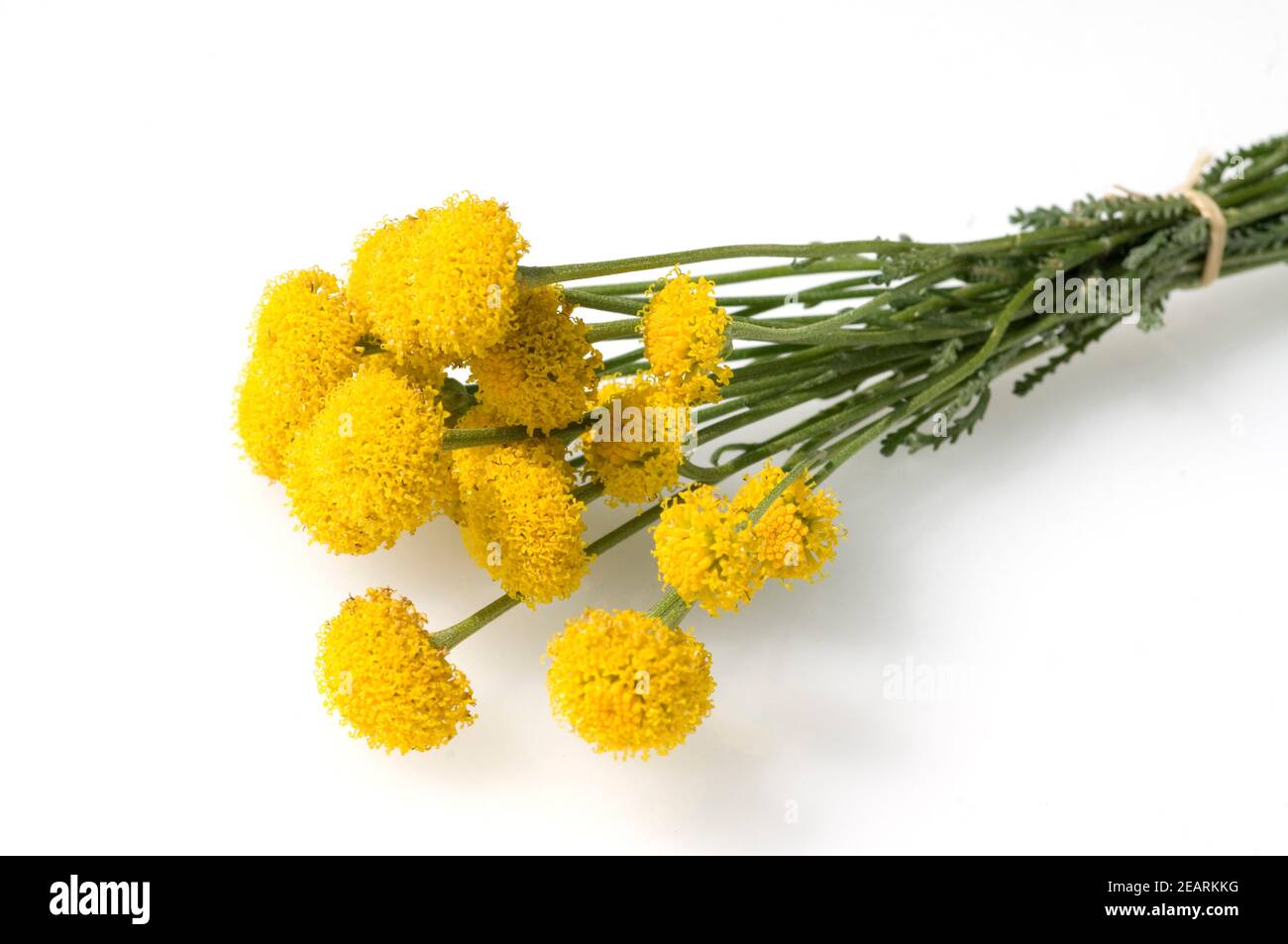 Heiligenkrautstauss Heiligenkraut Santolina chamaecyparissus Stock Photo