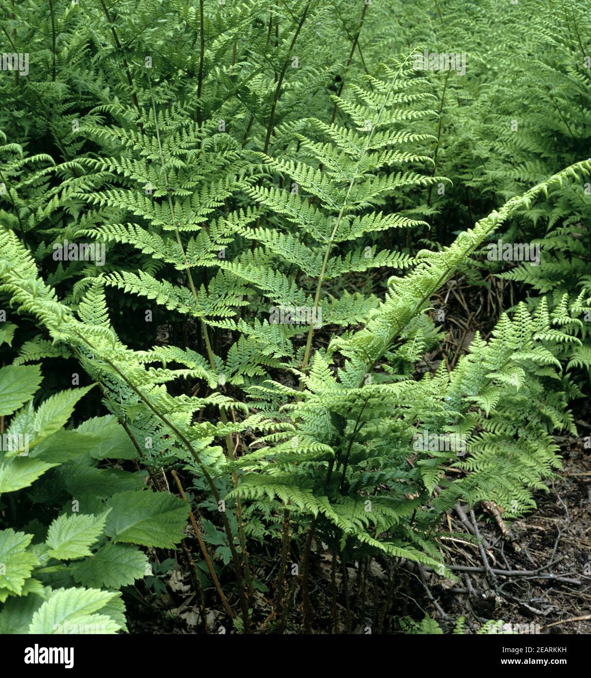 Breitwedel-Dornfarn, Dryopteris dilatata Stock Photo