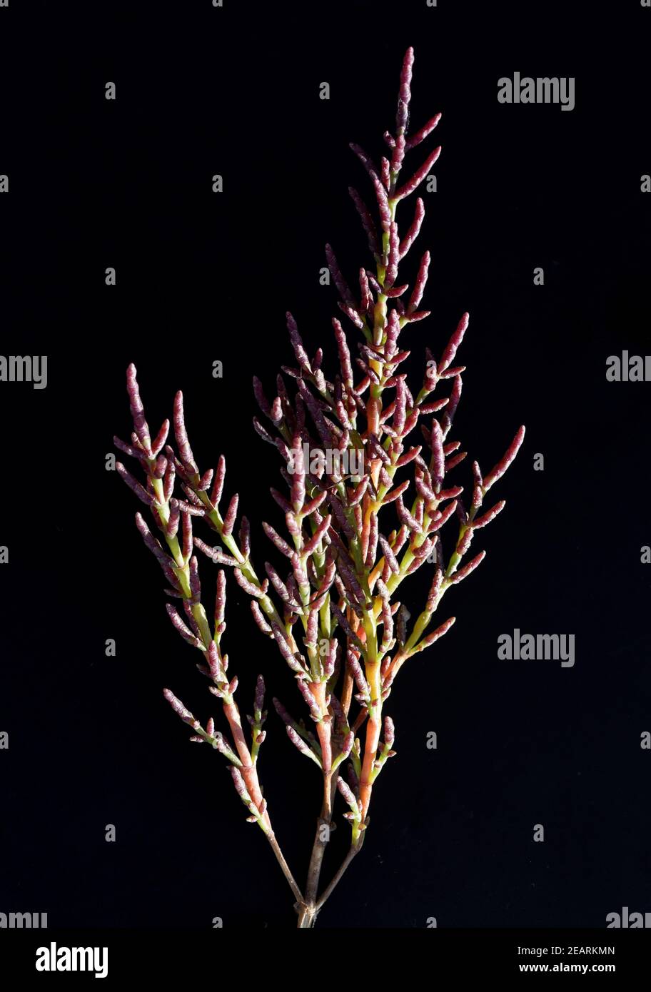 Queller, Europaeischer, Salicornia, europaea Stock Photo