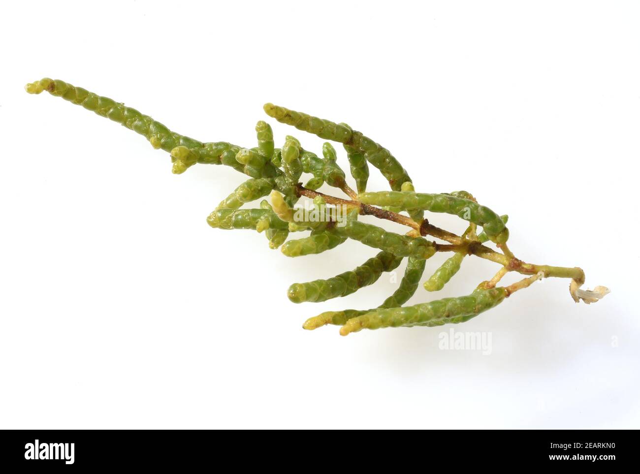 Queller, Europaeischer, Salicornia, europaea Stock Photo