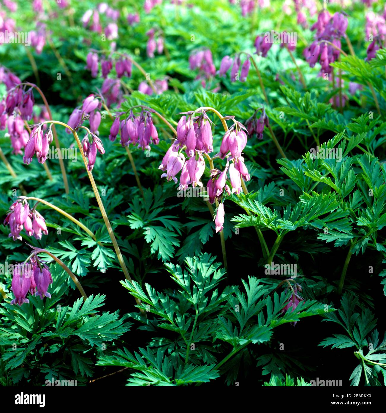 Traenendes Herz, Dicentra formosa Stock Photo