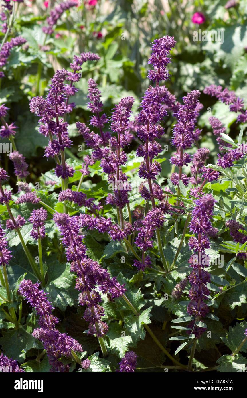 Quirlblaettriger Salbei, Salvia verticillata, Purple Rain Stock Photo
