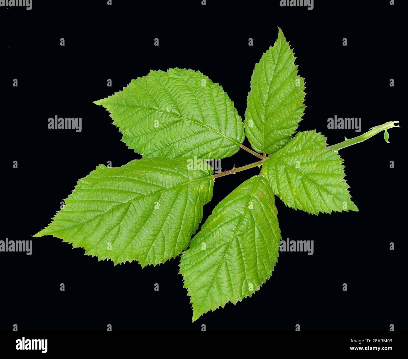 Brombeerblatt, Rubus fructicosa, Blatt, Heilpflanzen, Fruechte Stock Photo