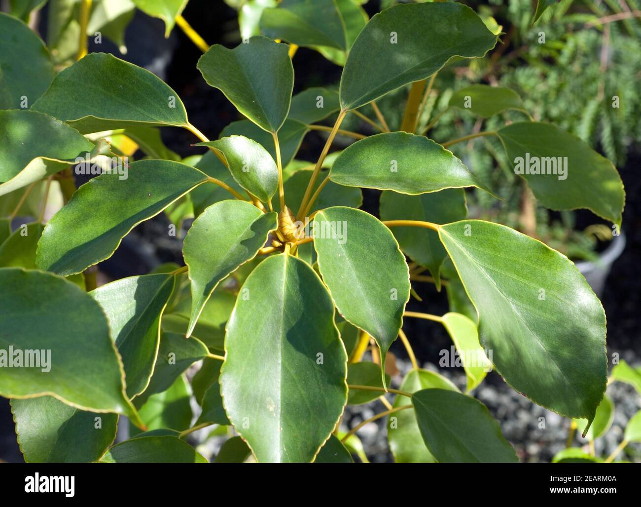 radbaum, trochodendron Stock Photo