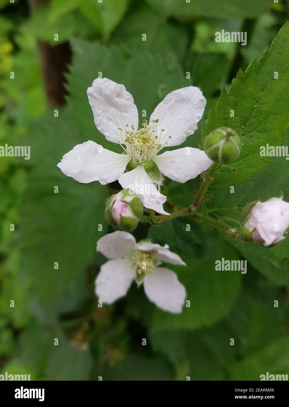 Brombeerbluete  Rubus, fructicosa Stock Photo