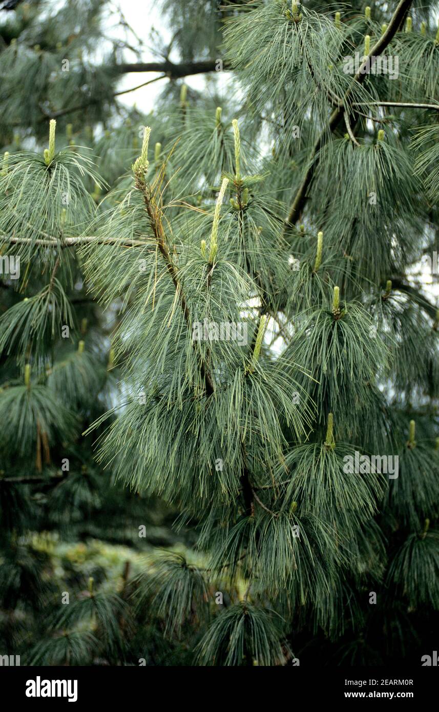 Traenen-Kiefer, Kiefer, Pinus wallichiana, Verisson Stock Photo