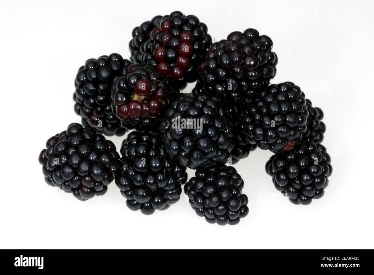 Brombeeren, Rubus fructicosa Stock Photo