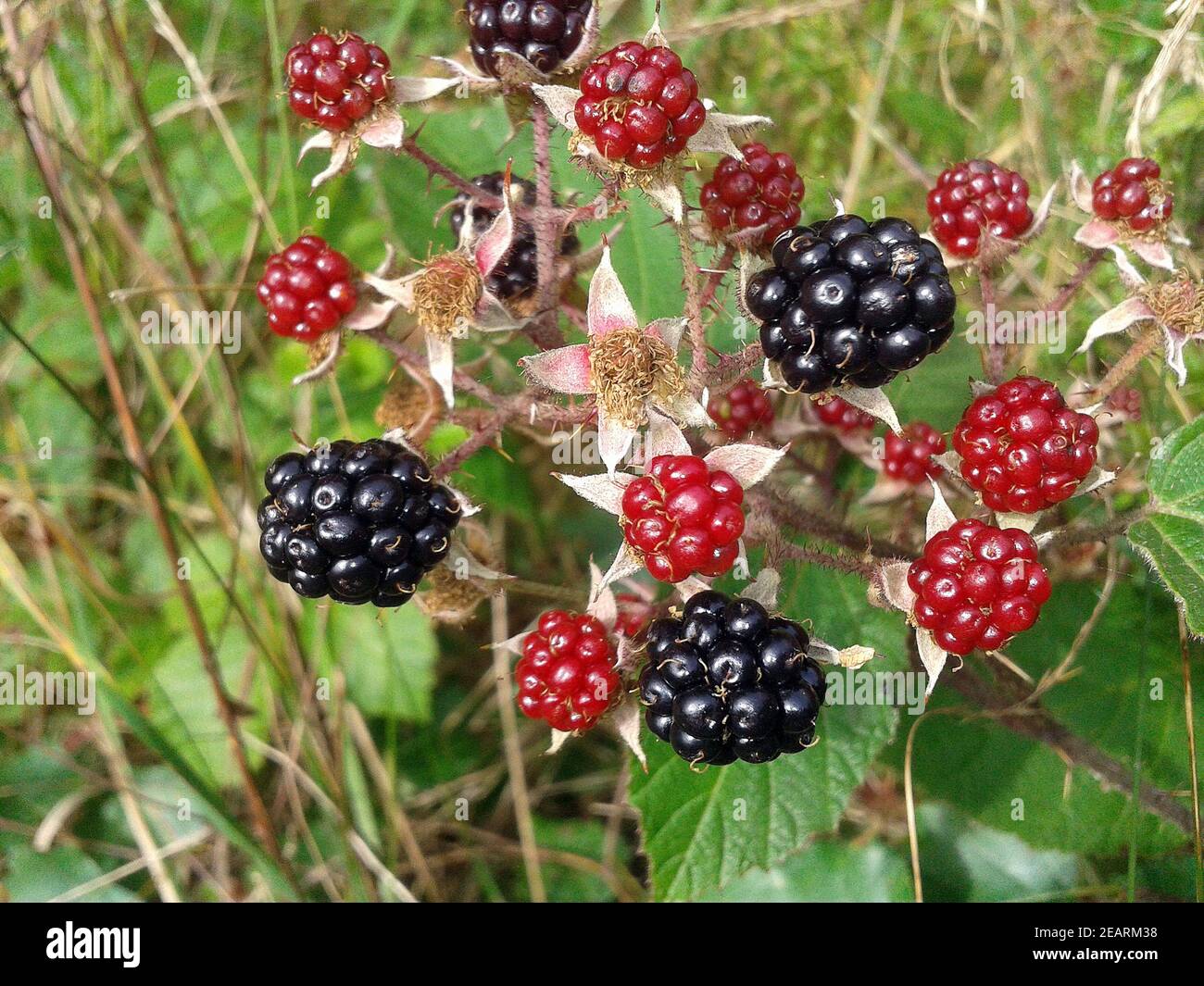 Brombeere; Rubus, fructicosa; Stock Photo