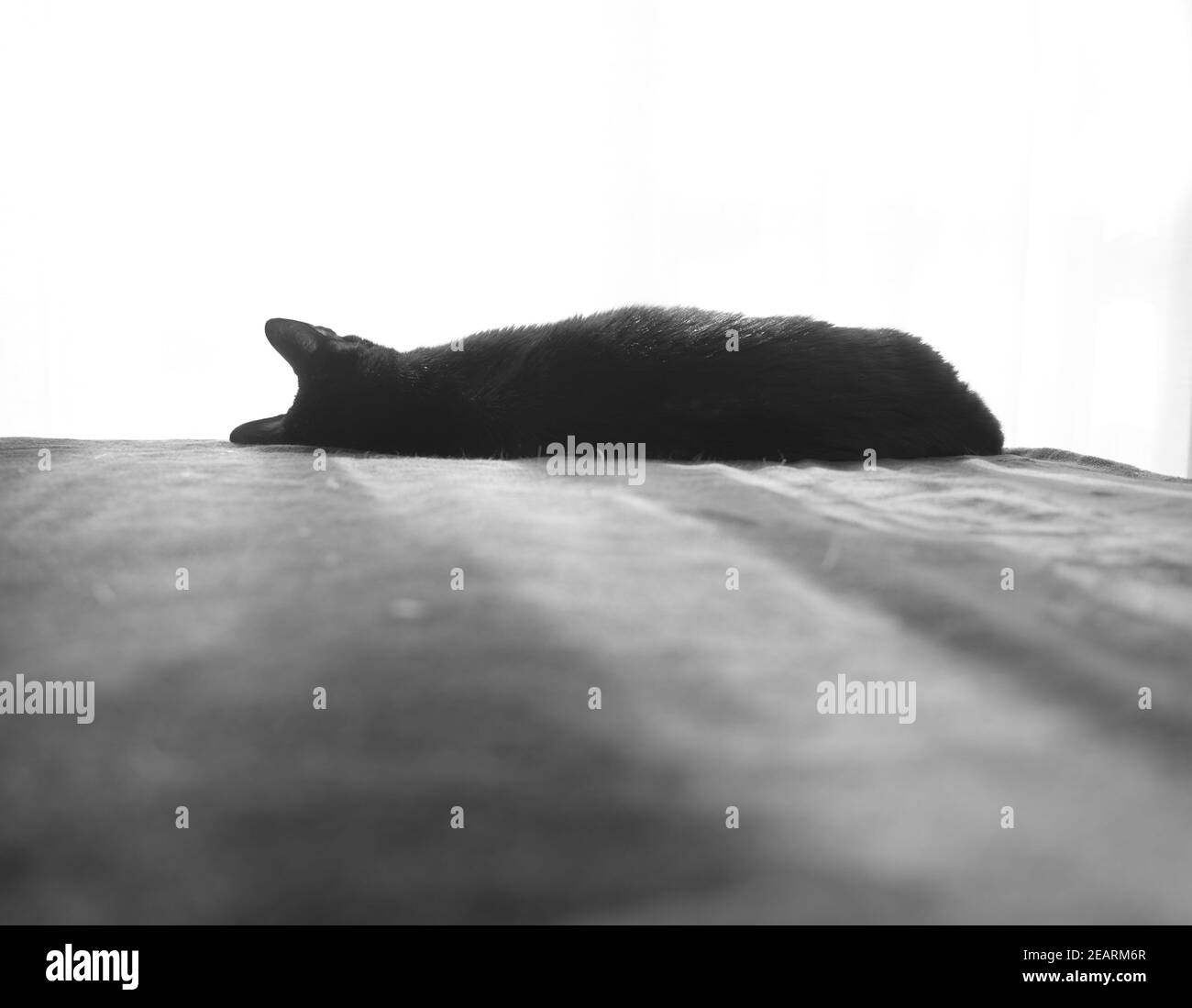 Grayscale shot of cute cats sleeping on a bed Stock Photo Alamy