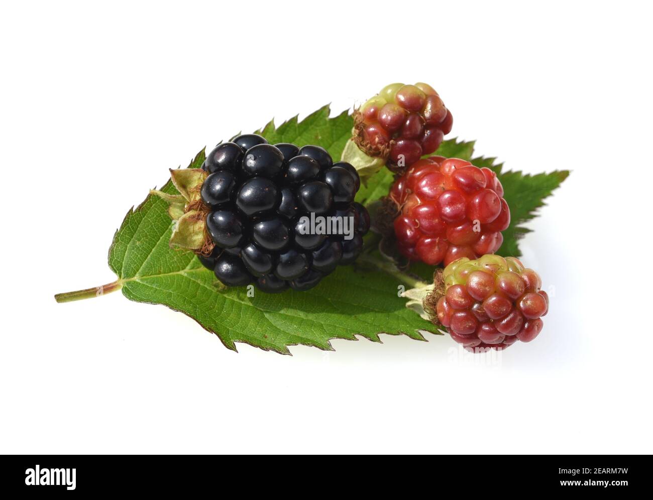 Brombeeren, Rubus, fructicosa Stock Photo