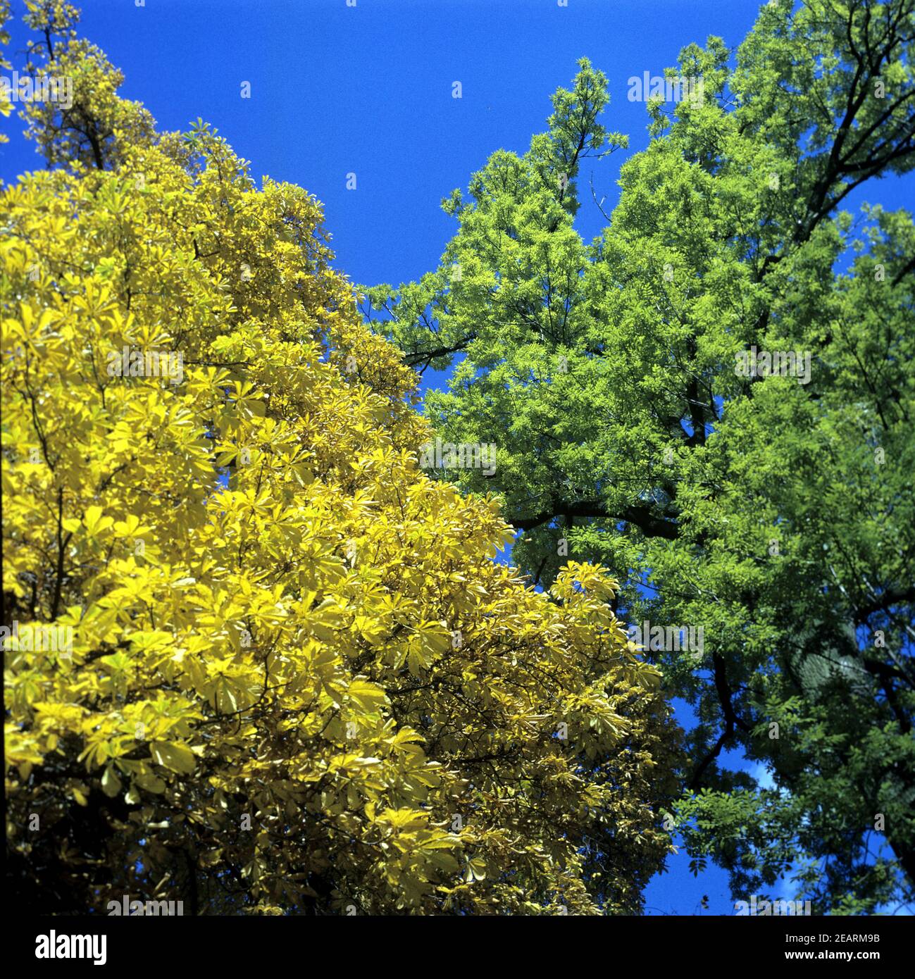 Herbststimmung Stock Photo