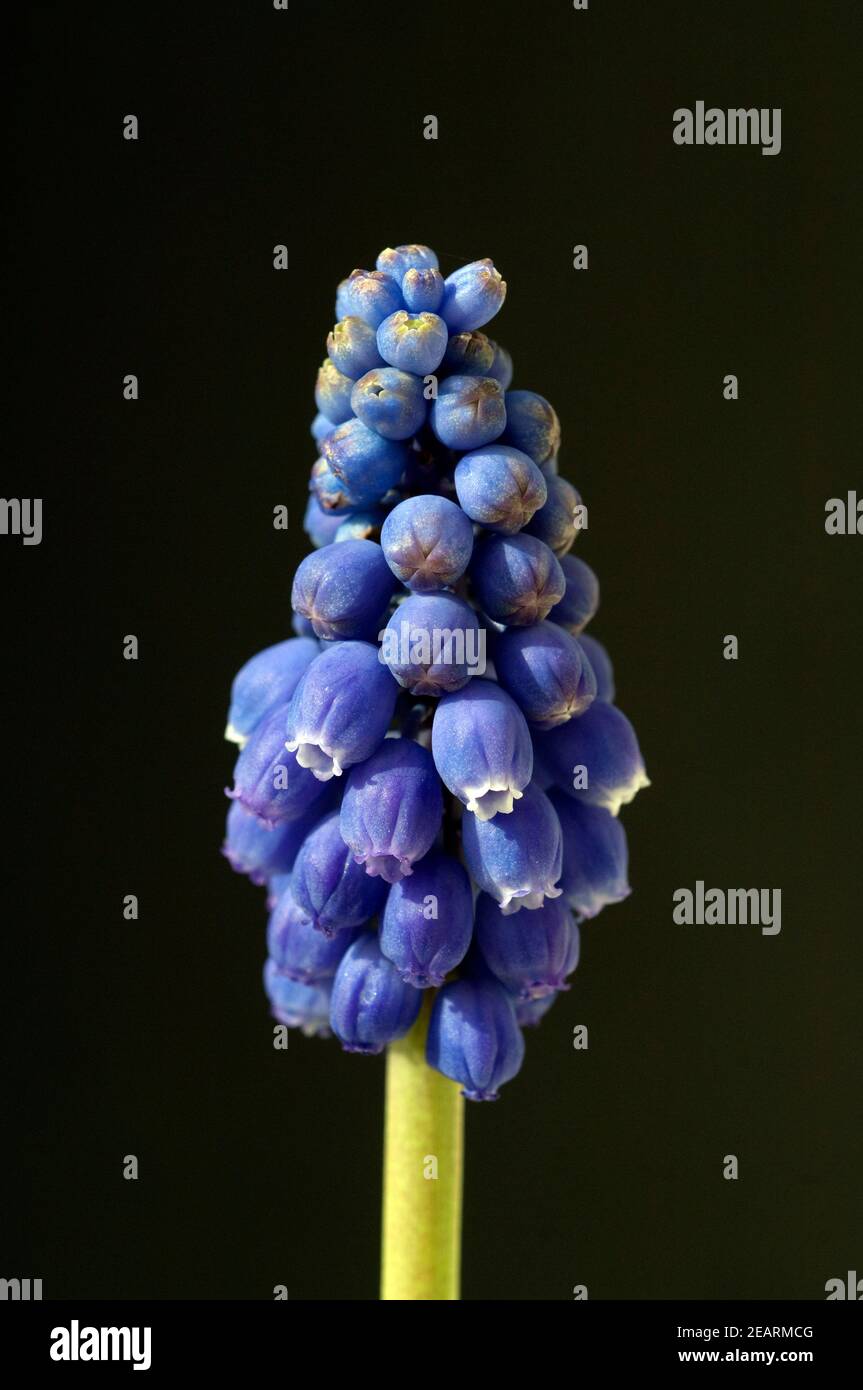 Traubenhyazinthe, Muscari latifolium Stock Photo