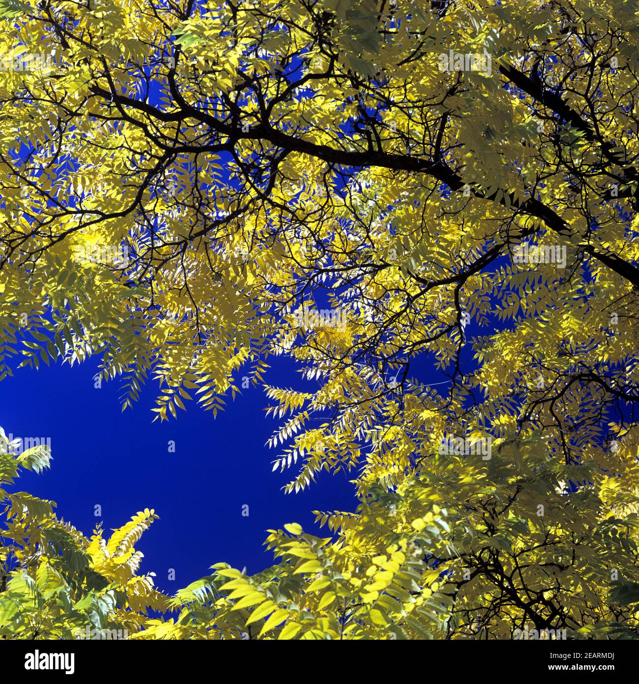 Herbstblaetter Stock Photo