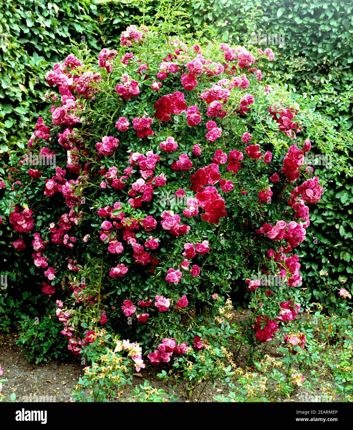 Trauerrose, Excelsa Stock Photo