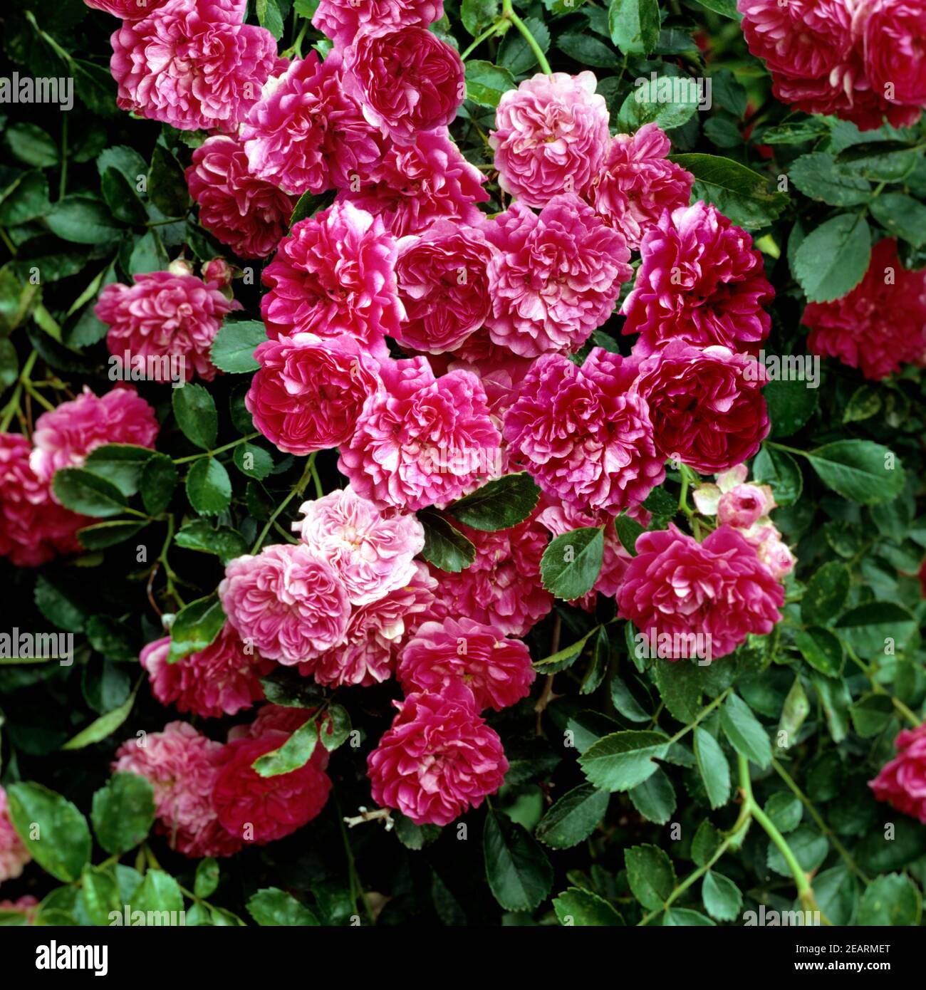 Trauerrose, Excelsa Stock Photo