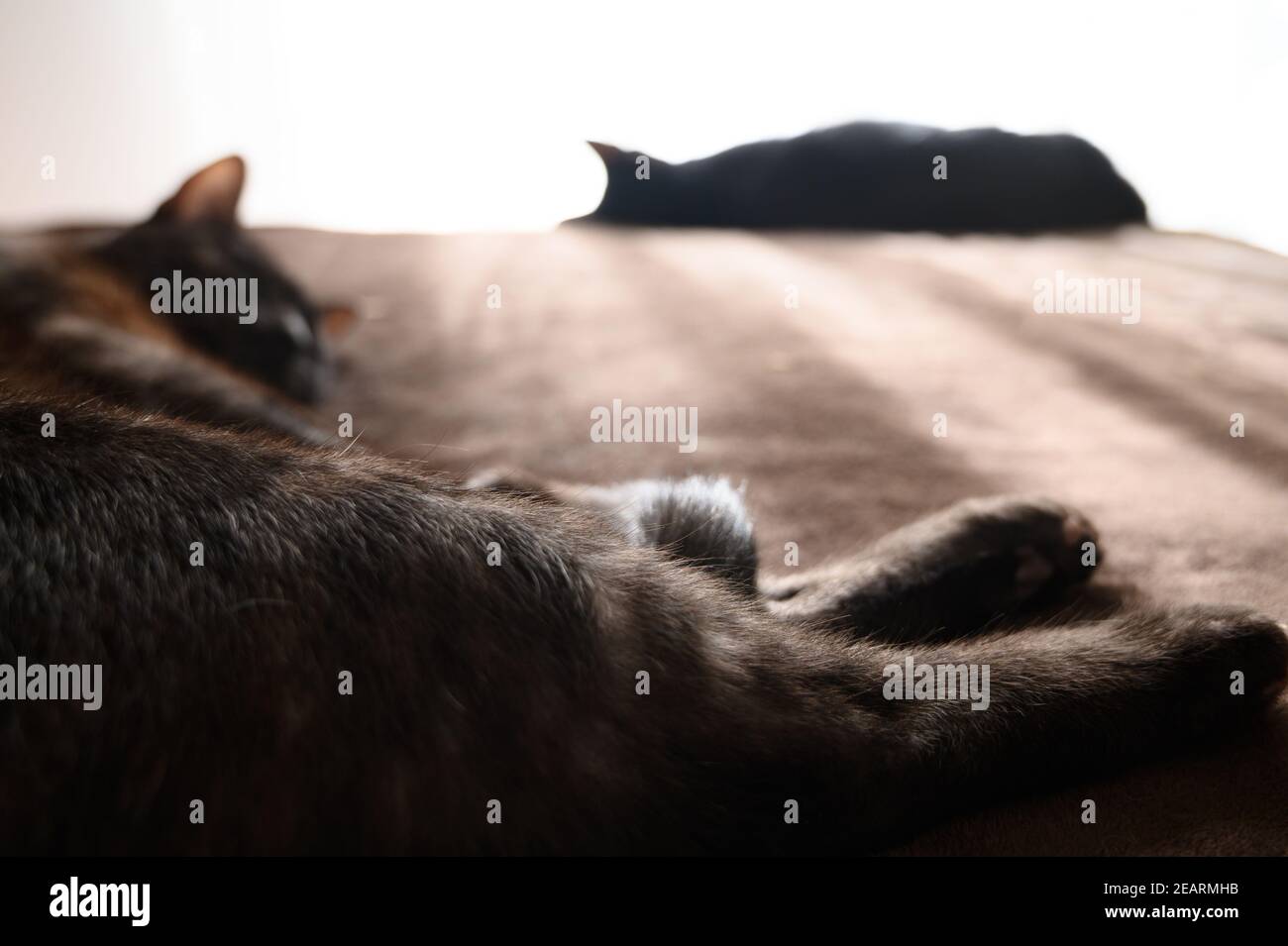 Closeup shot of cute cats sleeping on a bed Stock Photo - Alamy