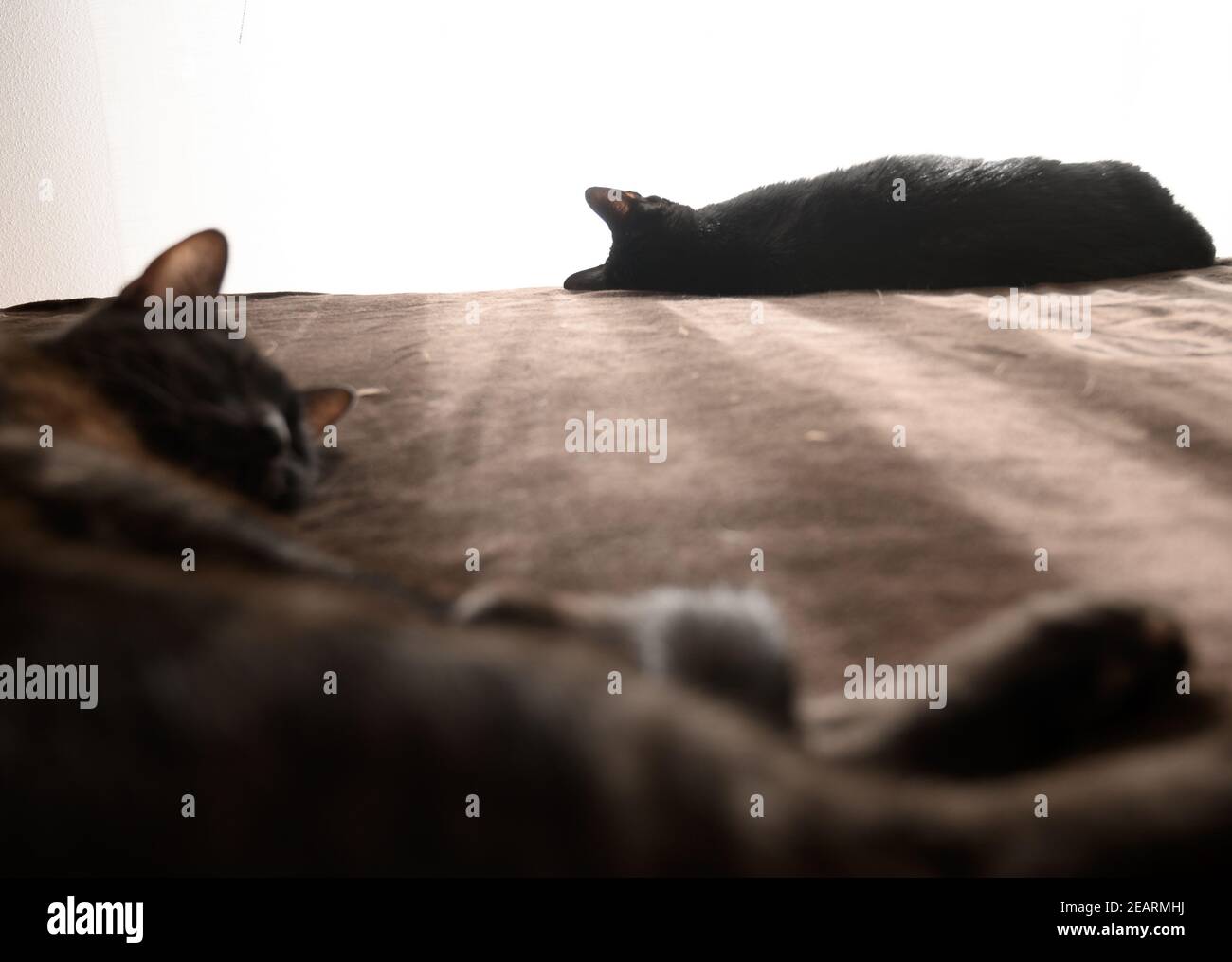 Closeup shot of cute cats sleeping on a bed Stock Photo - Alamy