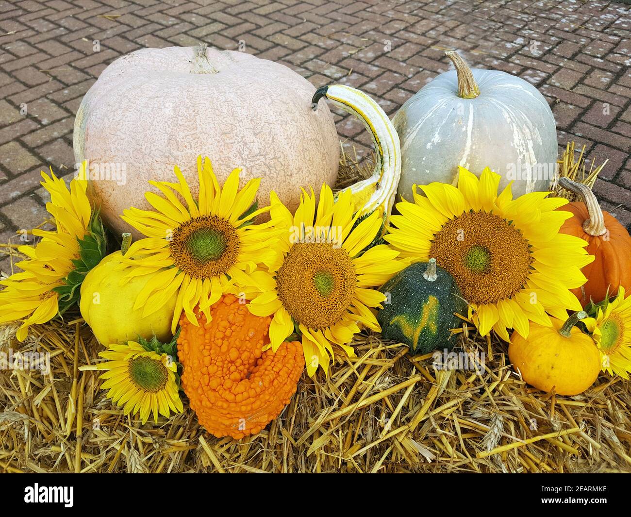 Herbstimpression, Kuerbisse, Sonnenblumen Stock Photo