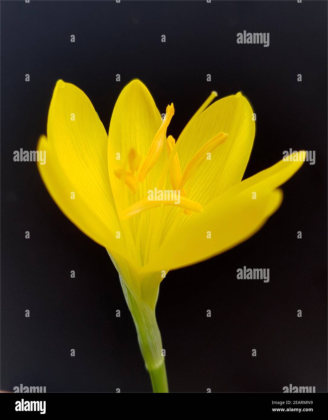 Gewitterblume, Sternbergia lutea Stock Photo