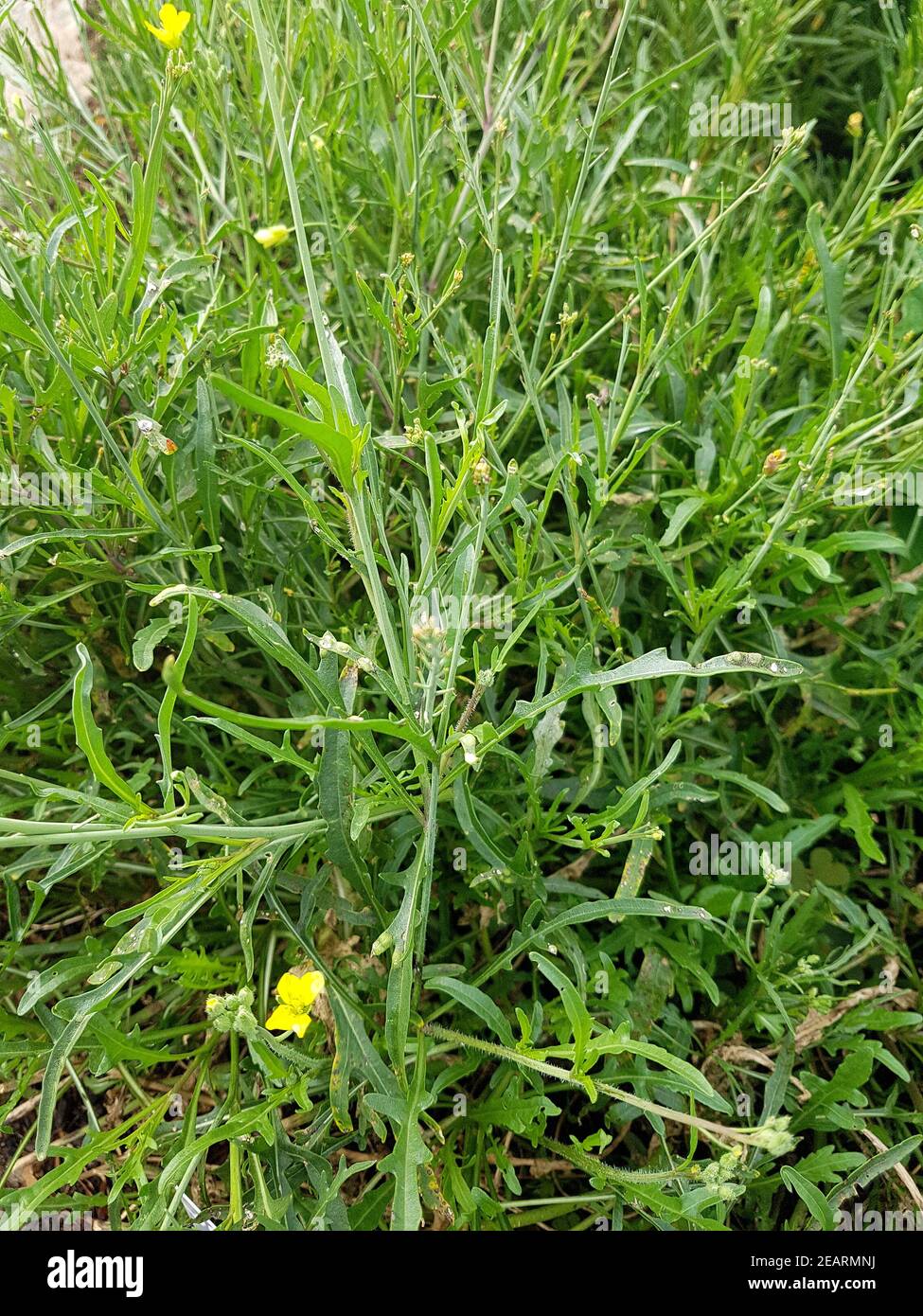 Stauden Rauke, Diplotaxis tenuifolia, Gemuese, Salat, Kraeuter, Heilpflanze Stock Photo
