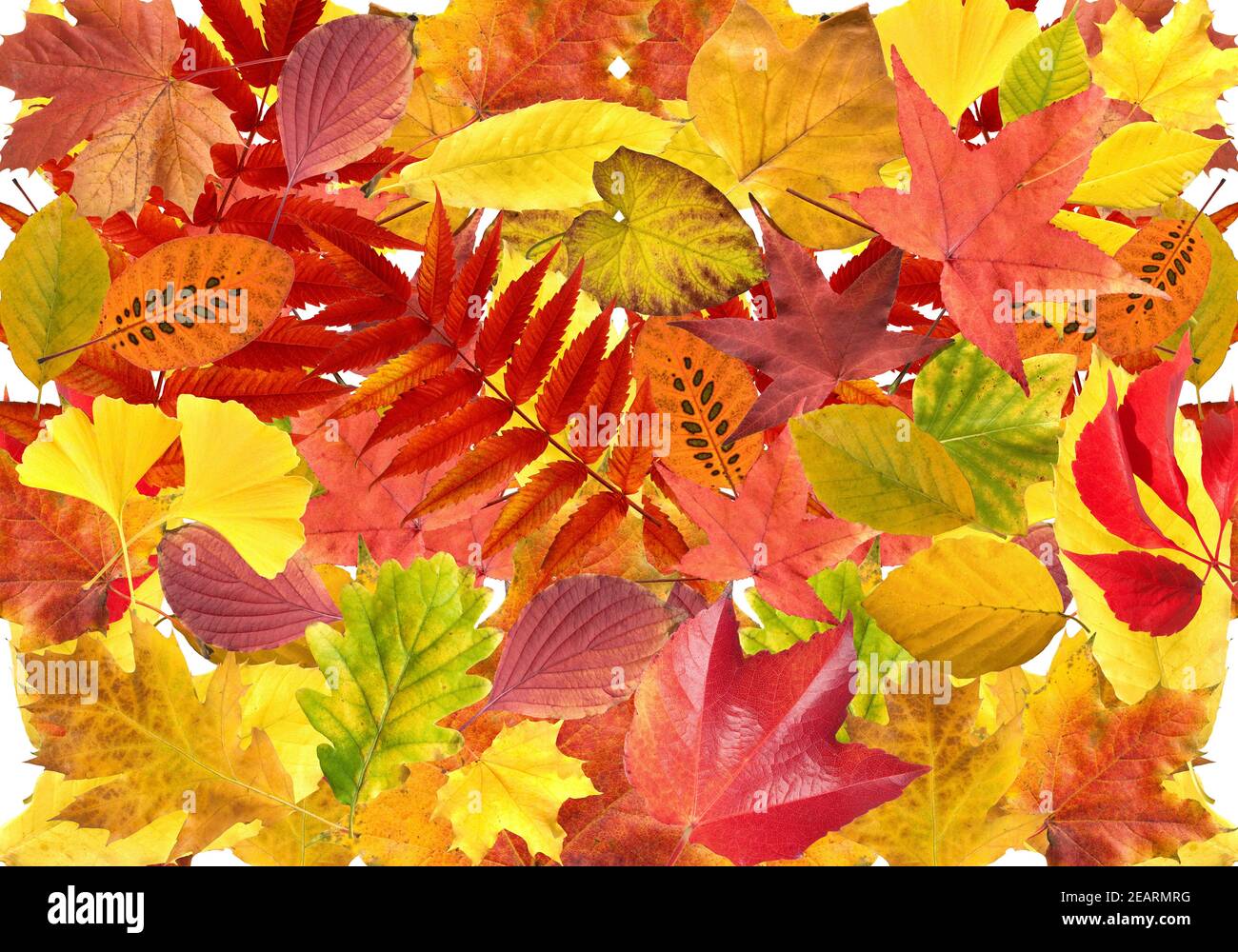 Herbstblaetter  bunt, leuchtend Stock Photo