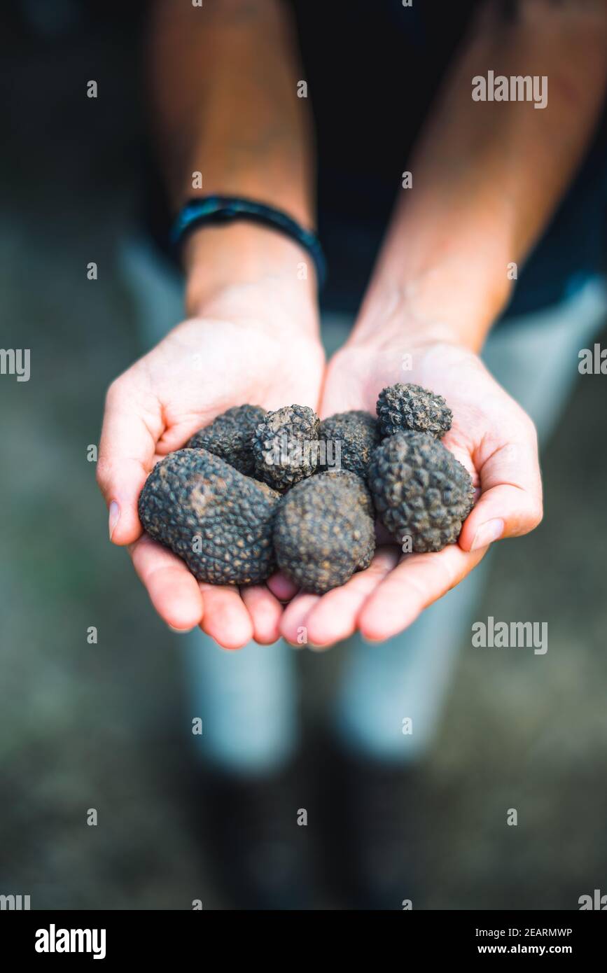 hand full of truffles Stock Photo