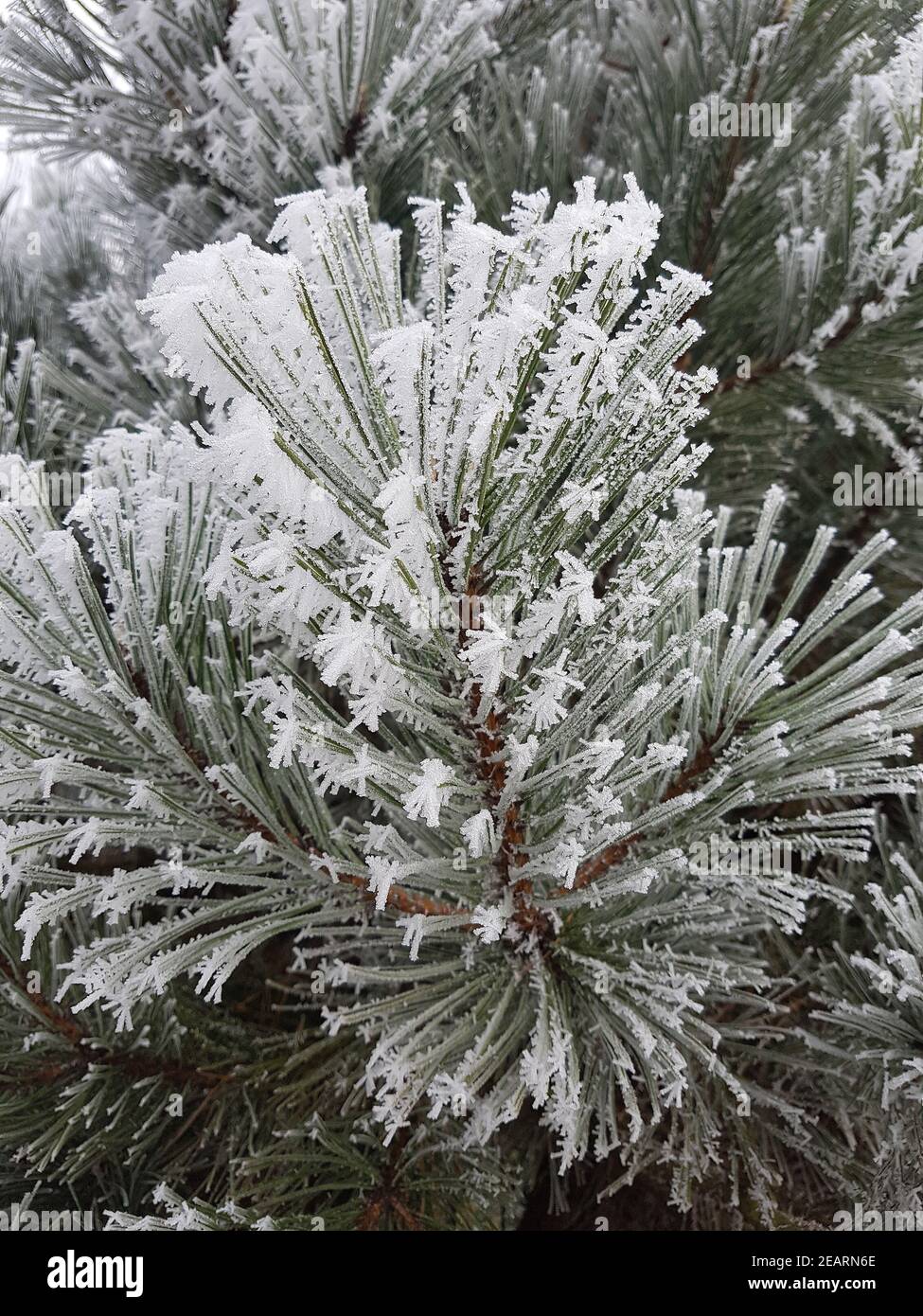Raureif, Kiefer  Pinus  sylvestris  Pine  Kiefernast Stock Photo