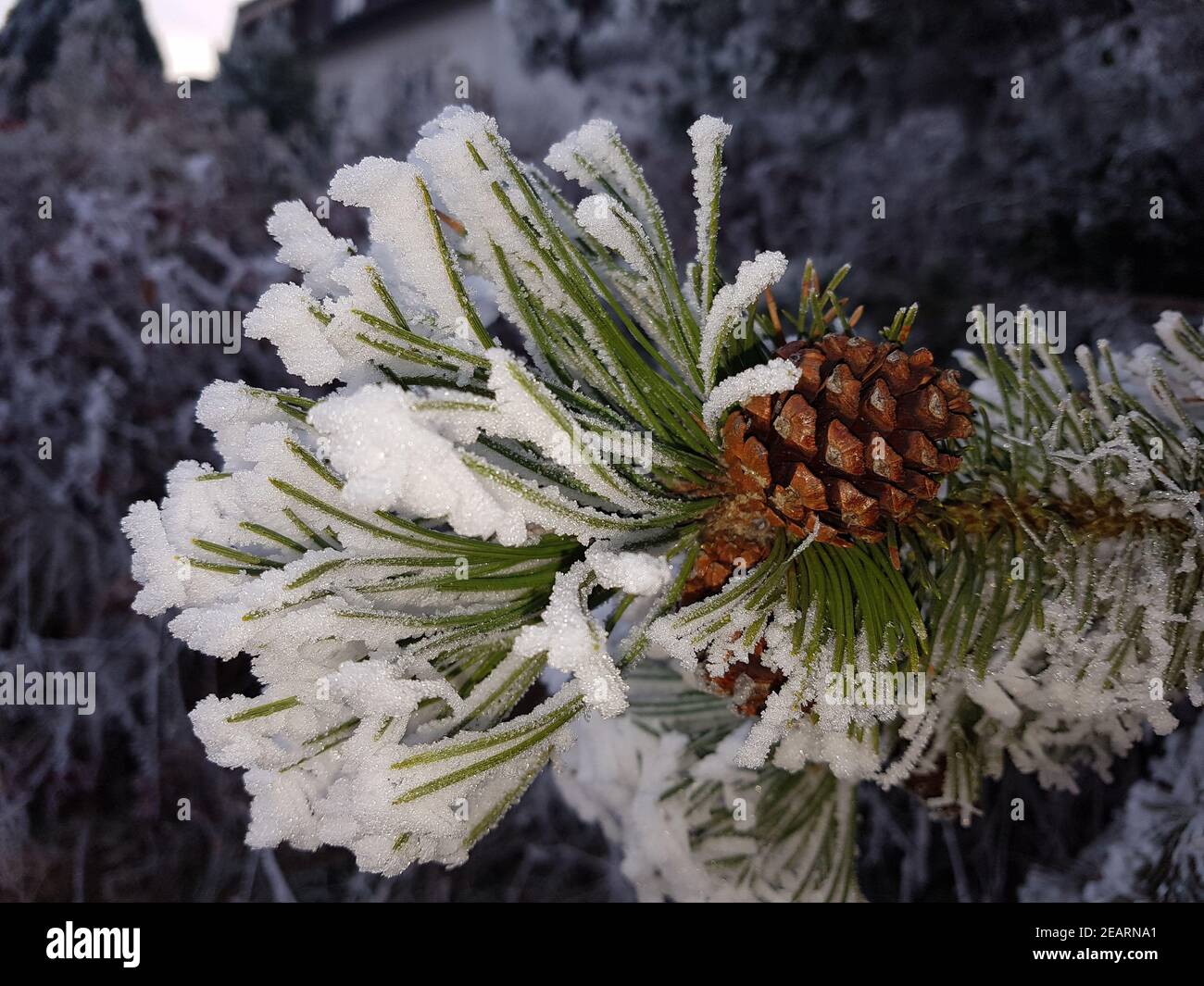Raureif, Kiefer  Pinus  sylvestris  Pine  Kiefernast Stock Photo