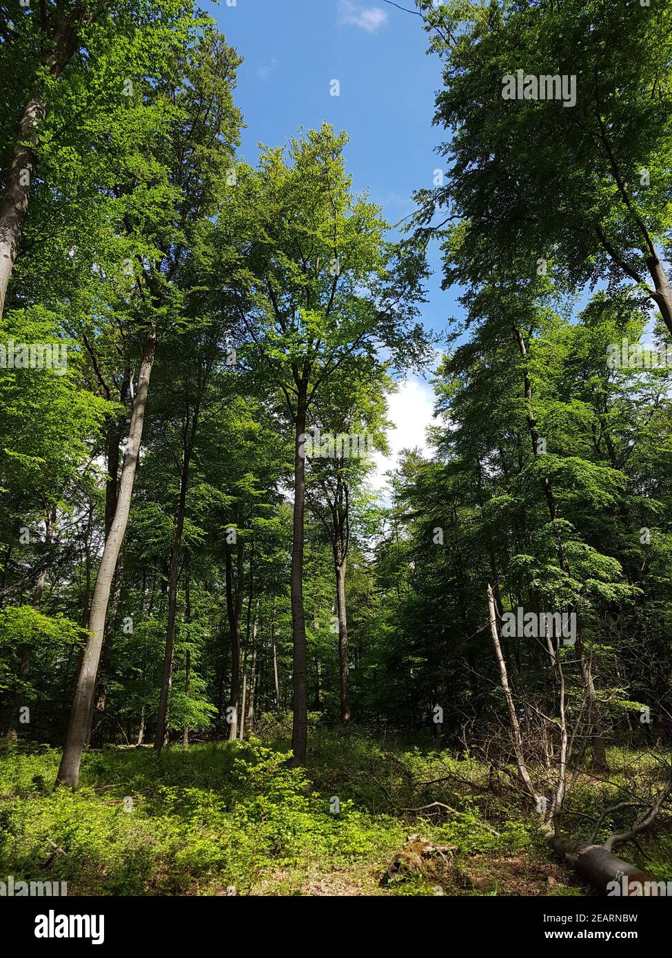 Buchenwald, Taunus, Hessen Stock Photo