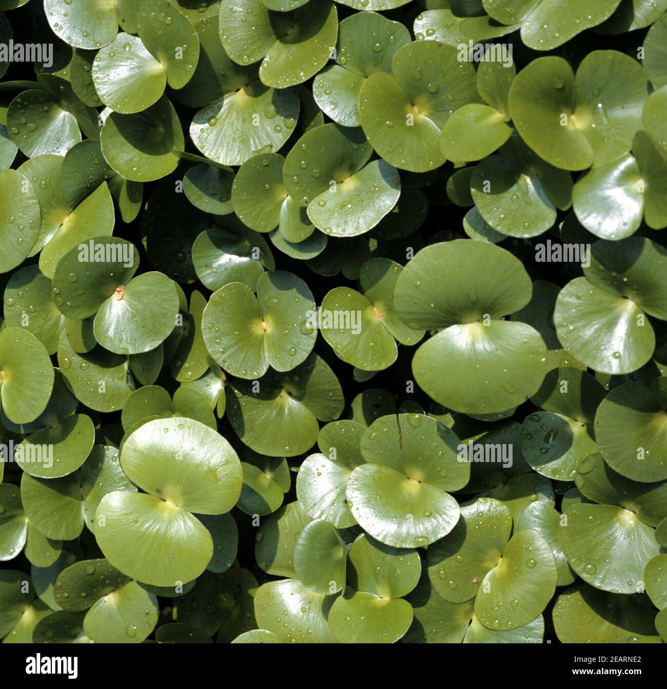 Regnellidium diphyllum, Wasserpflanzen Stock Photo
