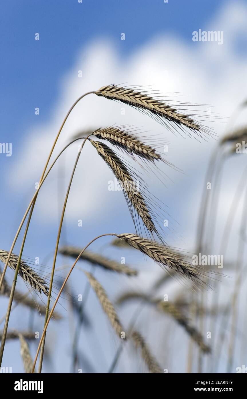 Reife Roggenaehren Stock Photo