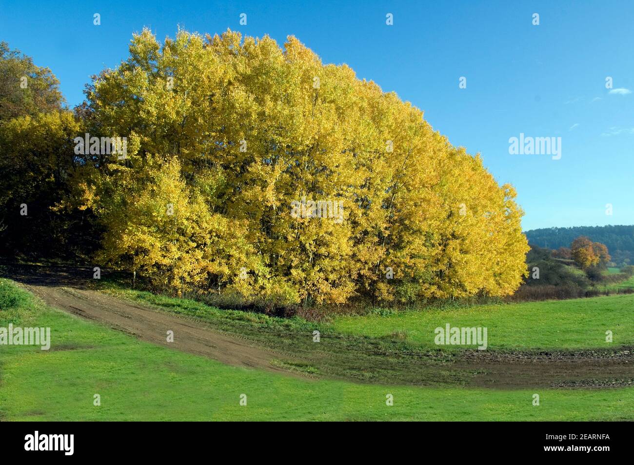 Herbststimmung, Taunus Stock Photo
