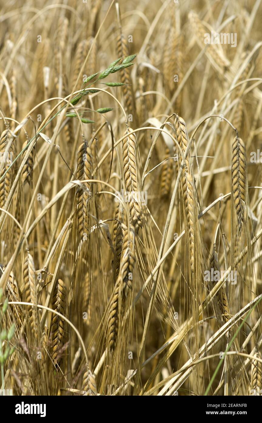 Reife Gerstenaehre Stock Photo