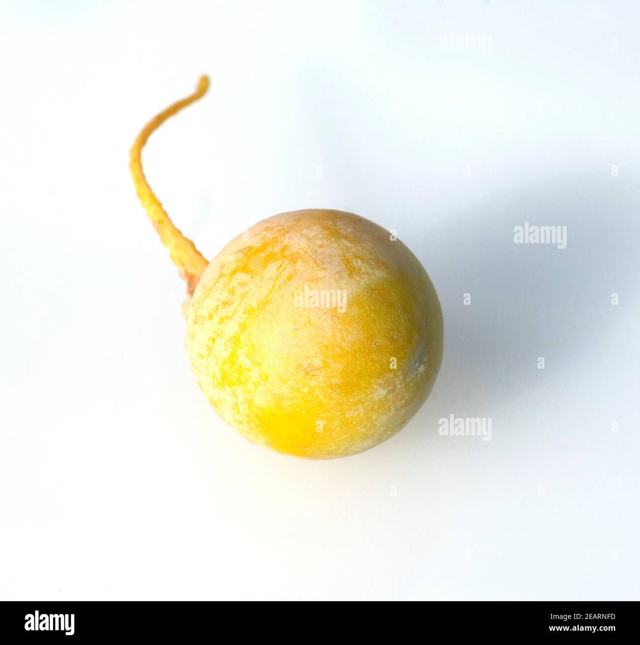 Ginkgo-Samen, Reife, Samen Stock Photo