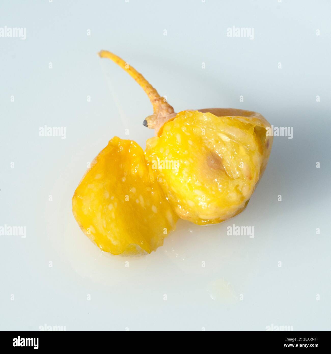 Ginkgo-Samen, Reife, Samen Stock Photo